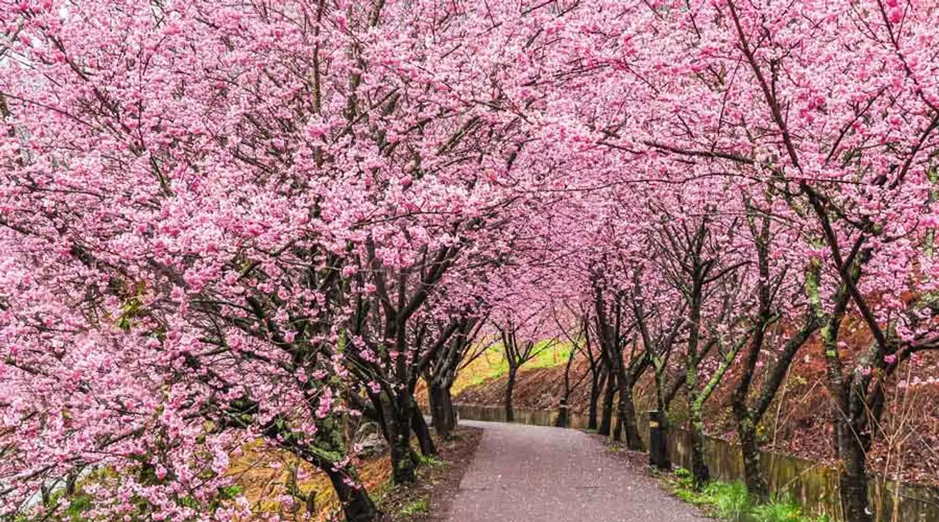 Cherry blossom in Taiwan 2023